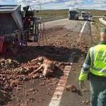 camion volcado en ciudad rodrigo despojos de animales y la A62 cortada