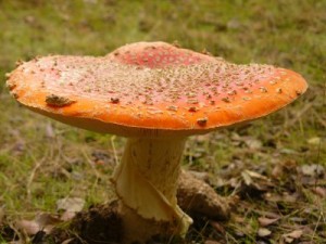 Navasfrias - Comienza la temporada de hongos en el Rebollar