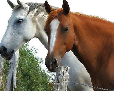 Navasfrias - II-ENCUENTRO DE CABALLISTAS  EN NAVASFRIAS