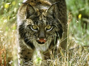 Navasfrias - PROTECCIÓN DEL LINCE IBERICO, EN EL REBOLLAR